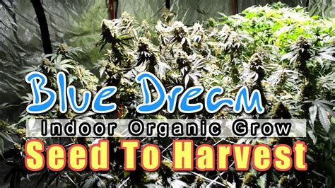 GROWING BLUE DREAM! seed to harvest documentary